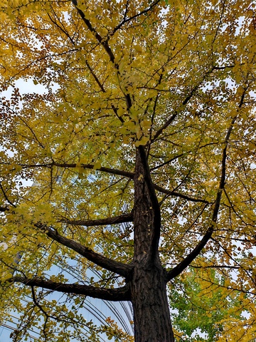 秋日银杏树特写