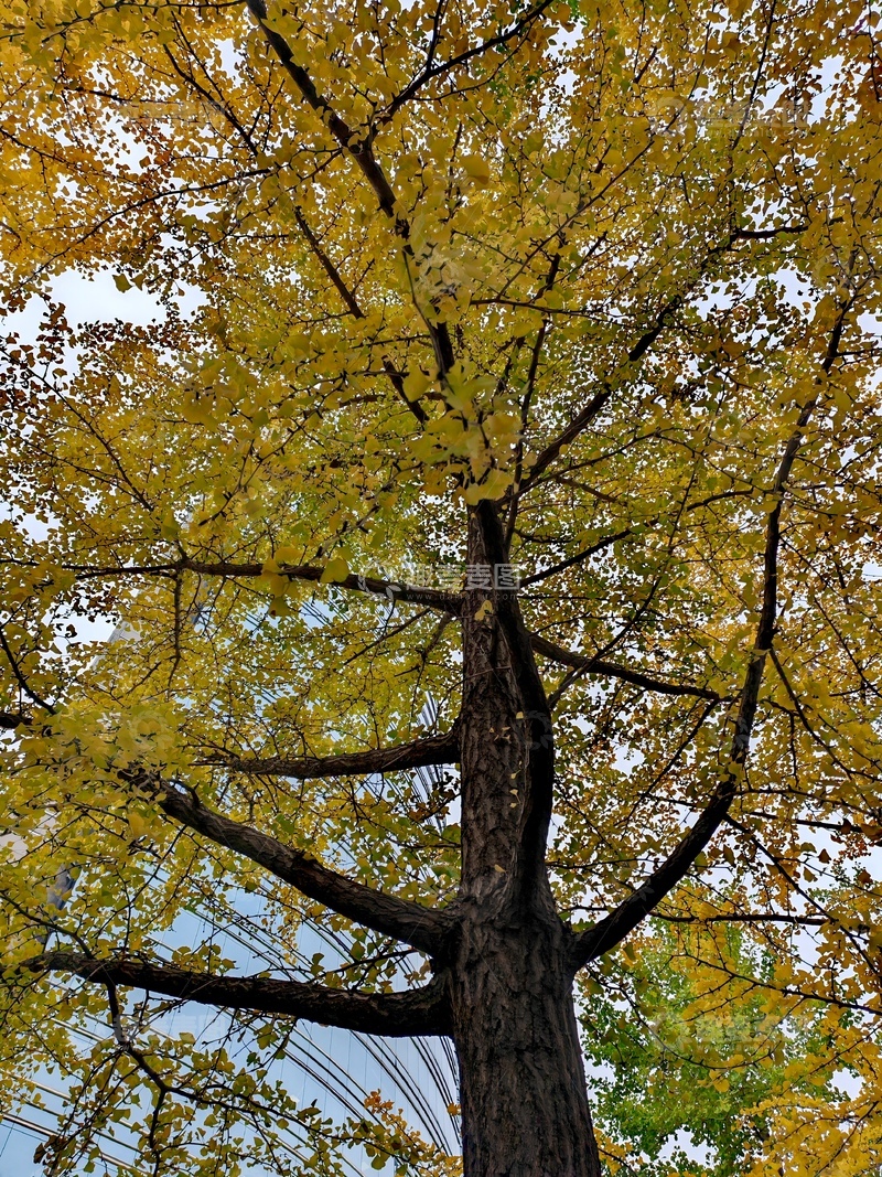 高清大图下载【趣麦麦图】-秋日银杏树特写