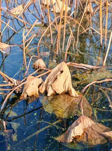 残荷秋水自然景观摄影