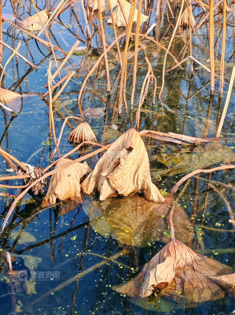 高清大图下载【趣麦麦图】残荷秋水自然景观摄影