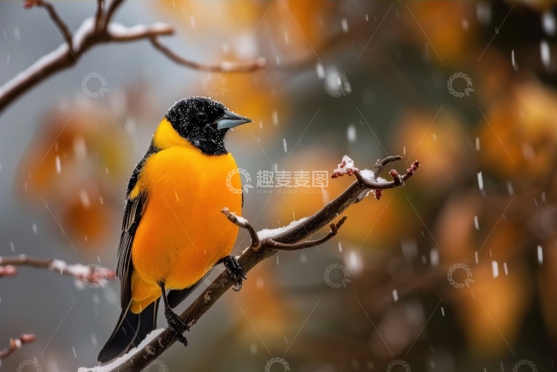 高清大图下载【趣麦麦图】黄鹂鸟鸟类特写摄影