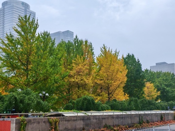 城市秋景树木高楼