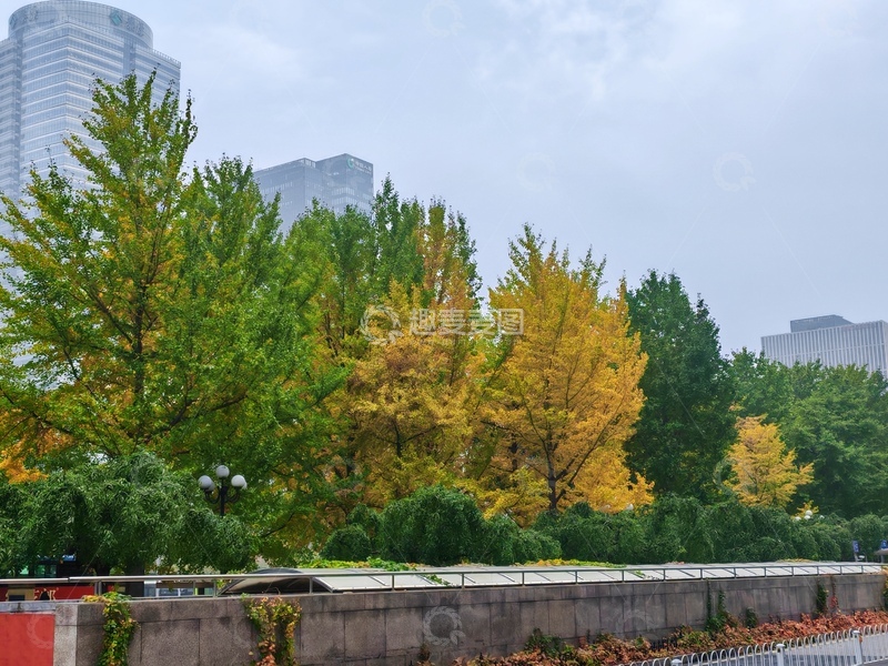 高清大图下载【趣麦麦图】城市秋景树木高楼