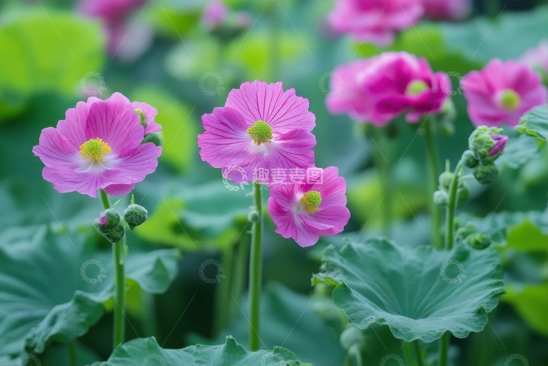 高清大图下载【趣麦麦图】盛开的虞美人花朵