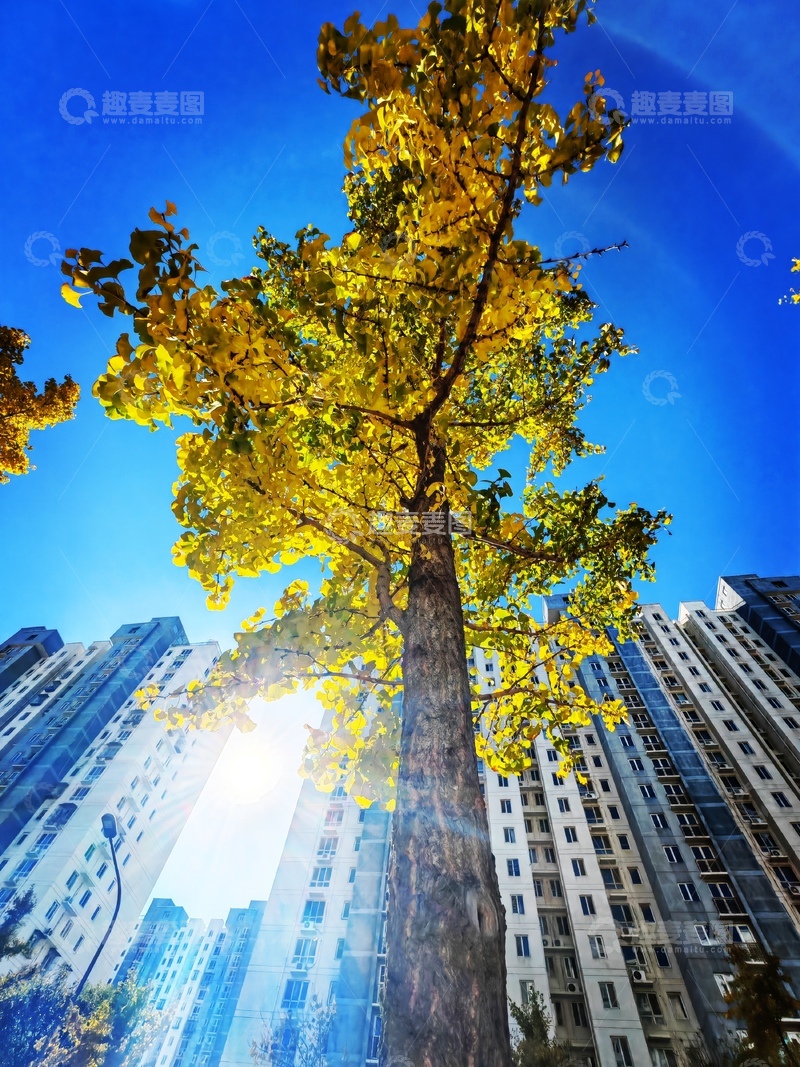 高清大图下载【趣麦麦图】秋日城市树影高楼风光