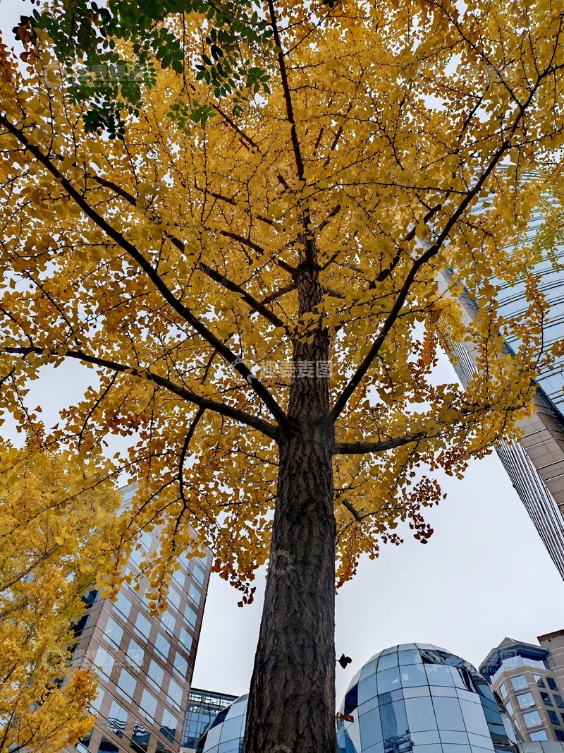 高清大图下载【趣麦麦图】秋意浓城市银杏美景