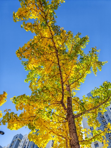 秋日银杏城市风景