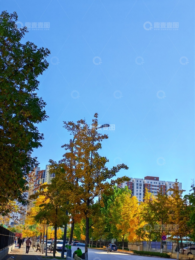高清大图下载【趣麦麦图】城市秋景蓝天树木街道