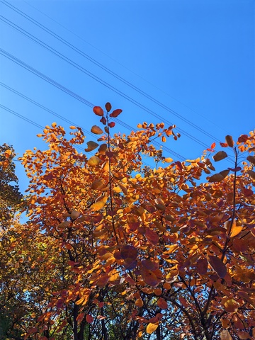 秋日金色树叶蓝天美景