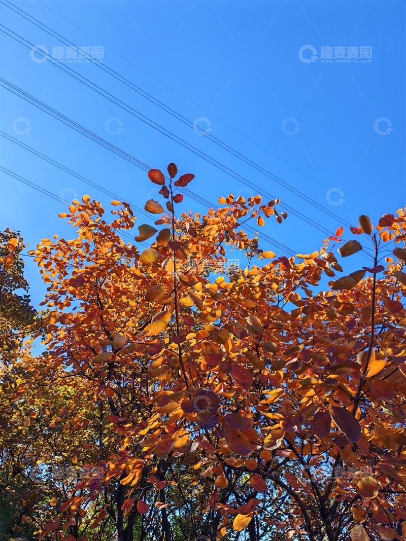 高清大图下载【趣麦麦图】秋日金色树叶蓝天美景