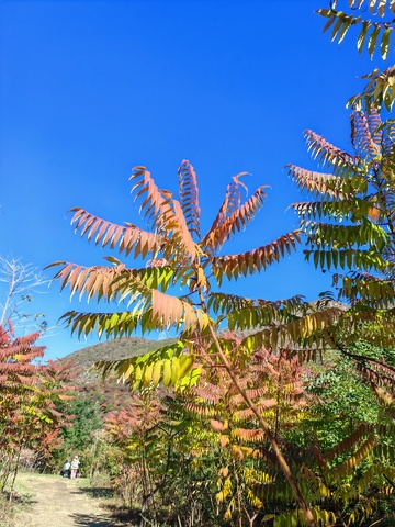 秋日森林彩叶风景