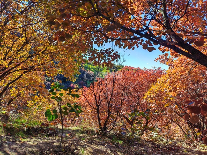 高清大图下载【趣麦麦图】金秋山林枫叶美景自然风光摄影