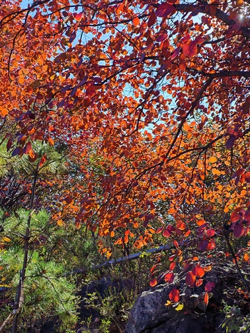 秋日红叶森林风光摄影