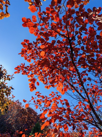 秋日红叶蓝天美景摄影