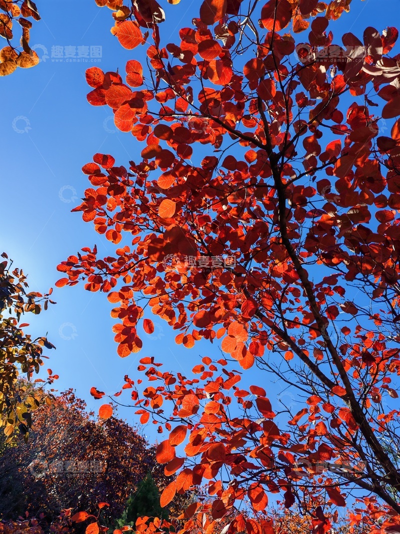 高清大图下载【趣麦麦图】秋日红叶蓝天美景摄影