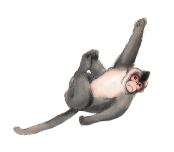 灵动姿态的可爱金丝猴插画