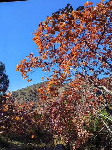 秋叶红树山景自然风光