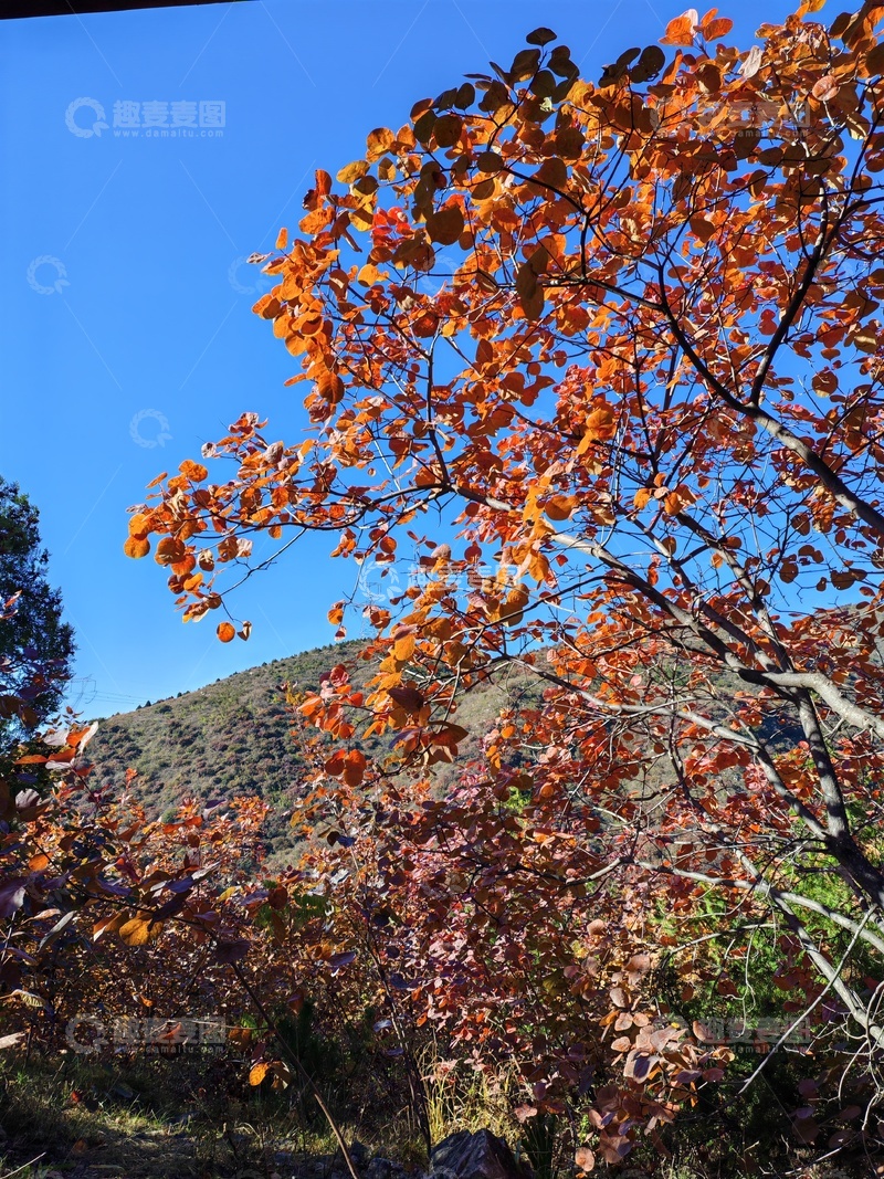 高清大图下载【趣麦麦图】秋叶红树山景自然风光