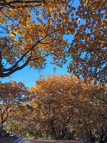 秋日公路金黄叶景