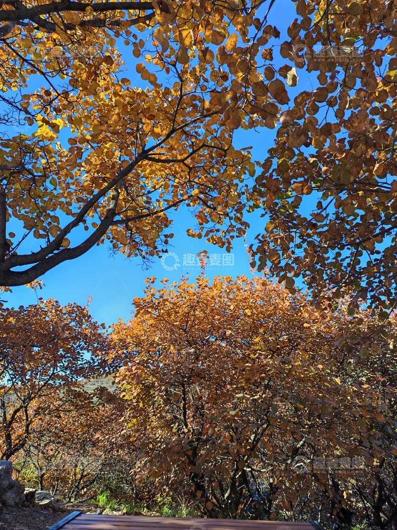 高清大图下载【趣麦麦图】秋日公路金黄叶景