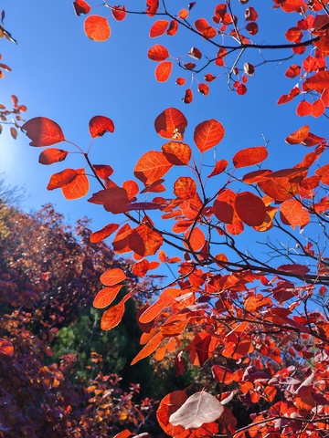秋日红叶蓝天美景1