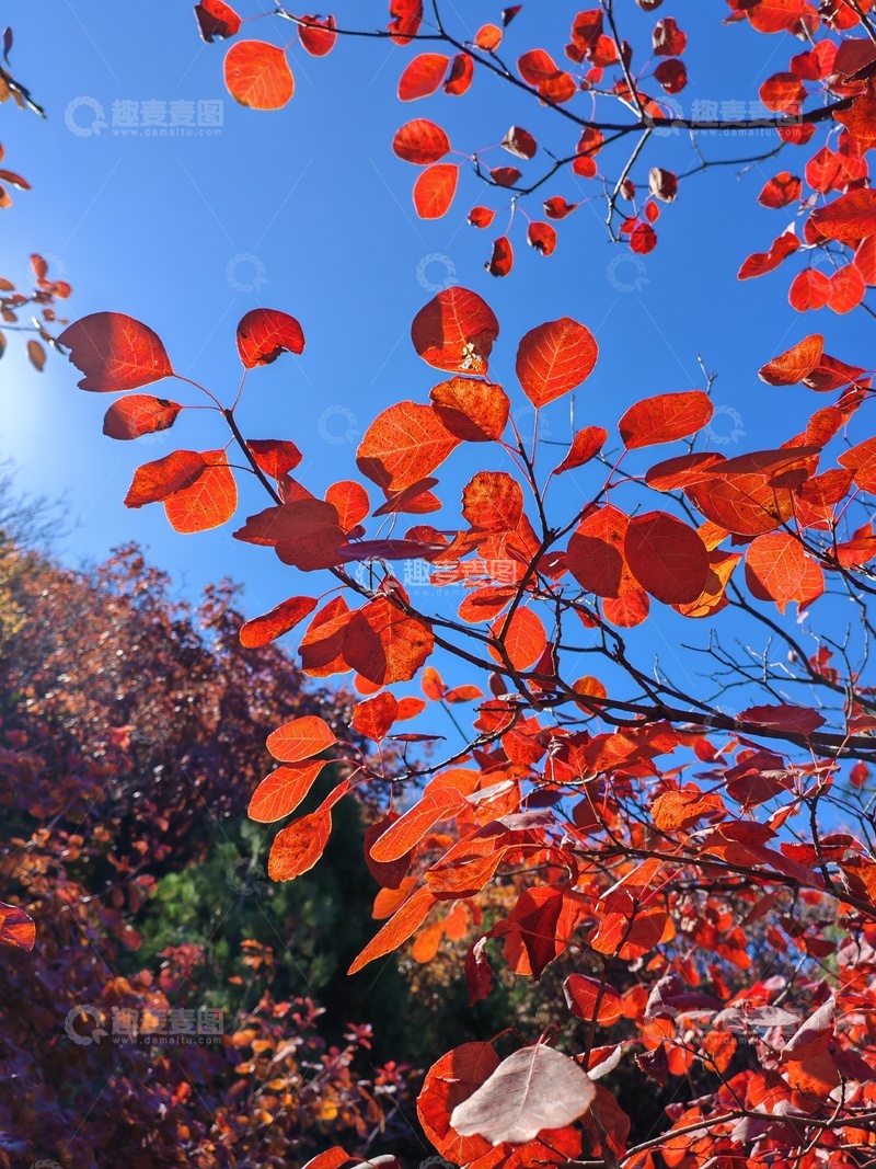 高清大图下载【趣麦麦图】-秋日红叶蓝天美景1