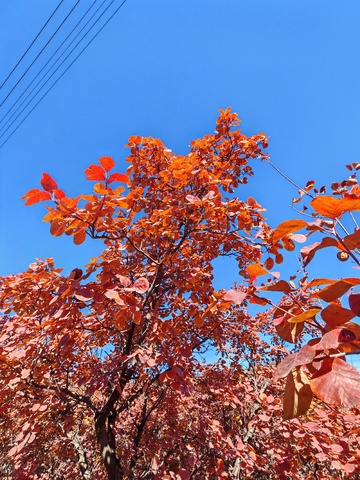 秋日红叶蓝天美景