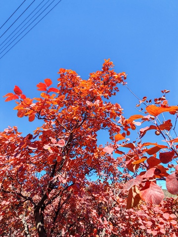 秋意盎然红叶映蓝天