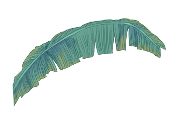手绘弯曲的绿色香蕉叶