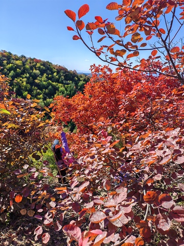 秋日山林红叶美景摄影
