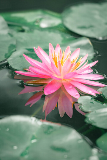 粉色睡莲池塘自然风光图片3