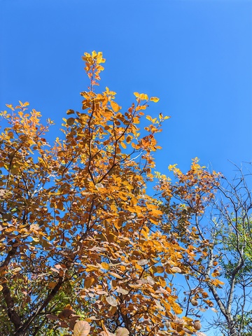 秋日金黄树叶蓝天风景