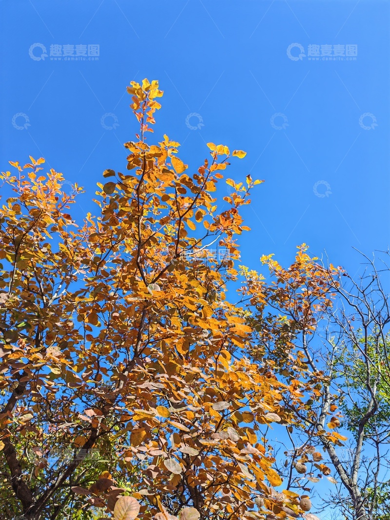 高清大图下载【趣麦麦图】秋日金黄树叶蓝天风景
