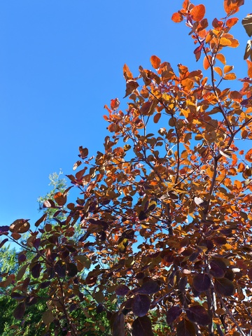 秋日蓝天下的红叶树