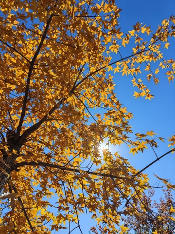 秋日金黄树叶蓝天美景