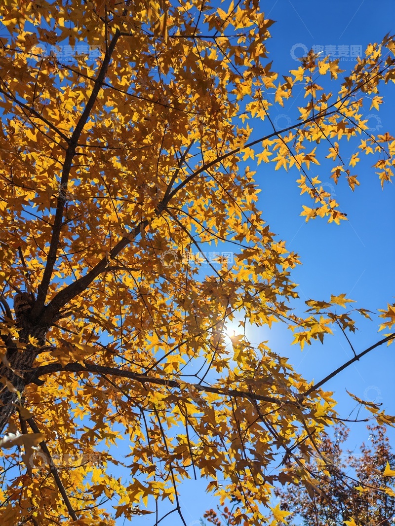 高清大图下载【趣麦麦图】秋日金黄树叶蓝天美景
