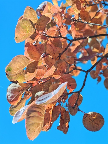 秋叶蓝天对比美景