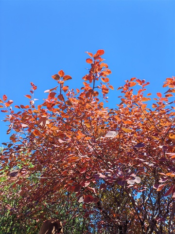 秋日红叶蓝天美景6