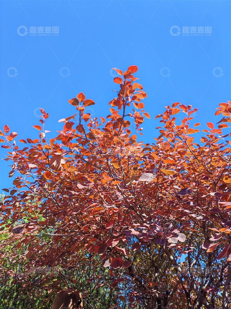 高清大图下载【趣麦麦图】秋日红叶蓝天美景6