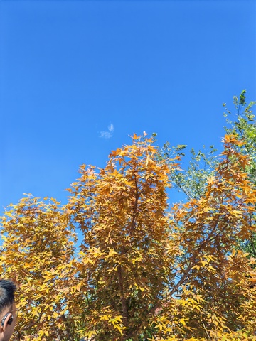 秋日黄叶蓝天美景