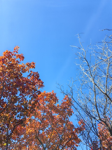 秋日蓝天红叶白枝风景摄影8