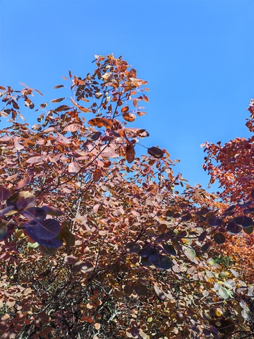 秋日树叶蓝天美景