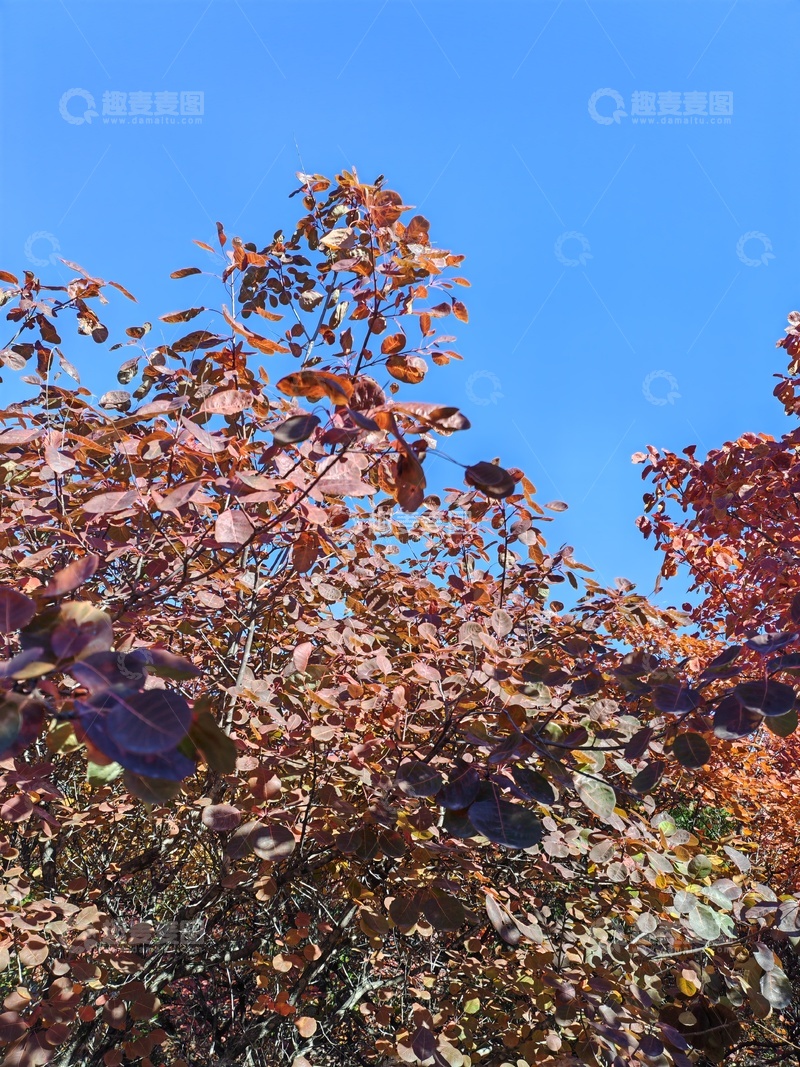 高清大图下载【趣麦麦图】秋日树叶蓝天美景