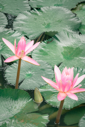 粉色睡莲池塘自然风光图片2