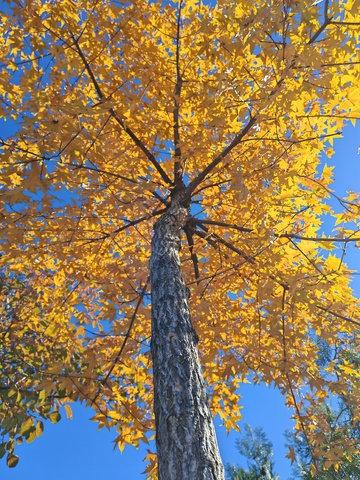 秋日金黄枫叶蓝天美景