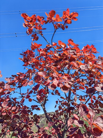 秋日红叶蓝天美景2