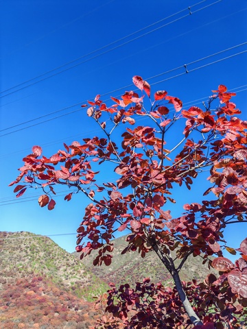 秋日红叶蓝天山丘