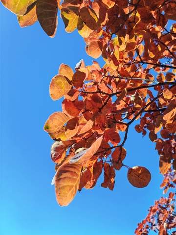 秋日蓝天红叶美景摄影