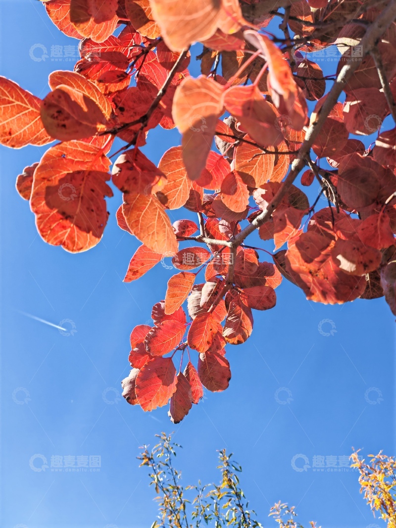 高清大图下载【趣麦麦图】-秋日红叶蓝天美景摄影