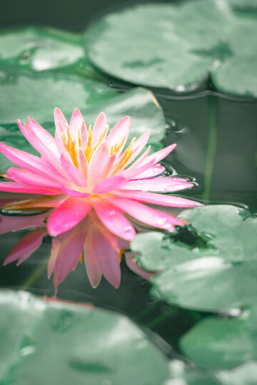 粉色睡莲池塘自然风光图片1